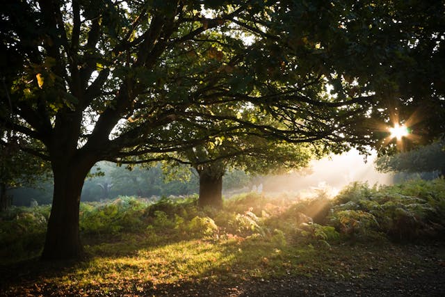 sélection du bois de chêne en forêt